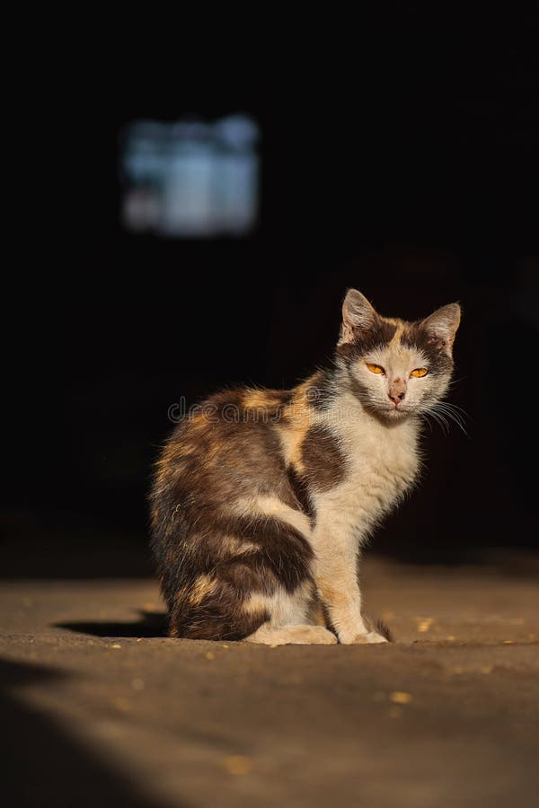 Chat de rue douloureux avec des rayures et des blessures sur la tête dans les rues. soins aux animaux de la rue photo stock Chat de rue douloureux avec des rayures et des blessures sur la tête dans les rues. soins aux animaux de la rue photo stock