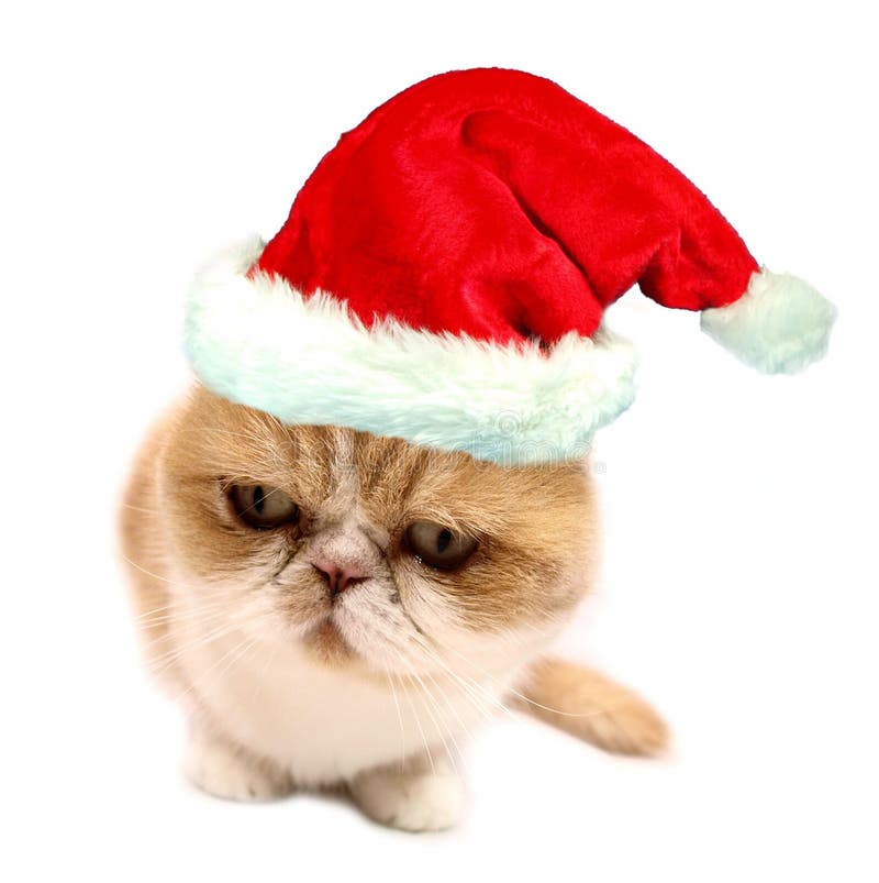 Chat de Santa de Noël image stock Chat de Santa de Noël image stock