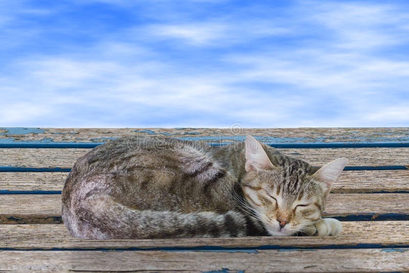 Chat de sommeil images stock Chat de sommeil images stock