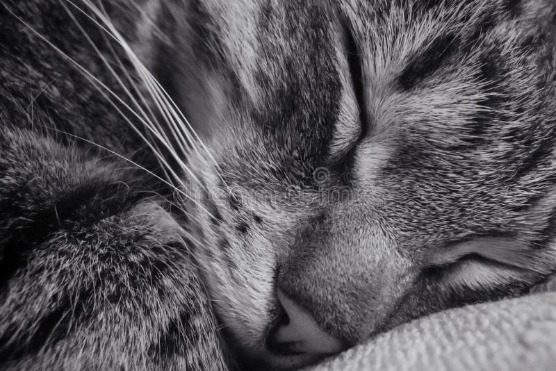 Chat de sommeil Plan rapproch? photographie stock libre de droits Chat de sommeil Plan rapproch? photographie stock libre de droits