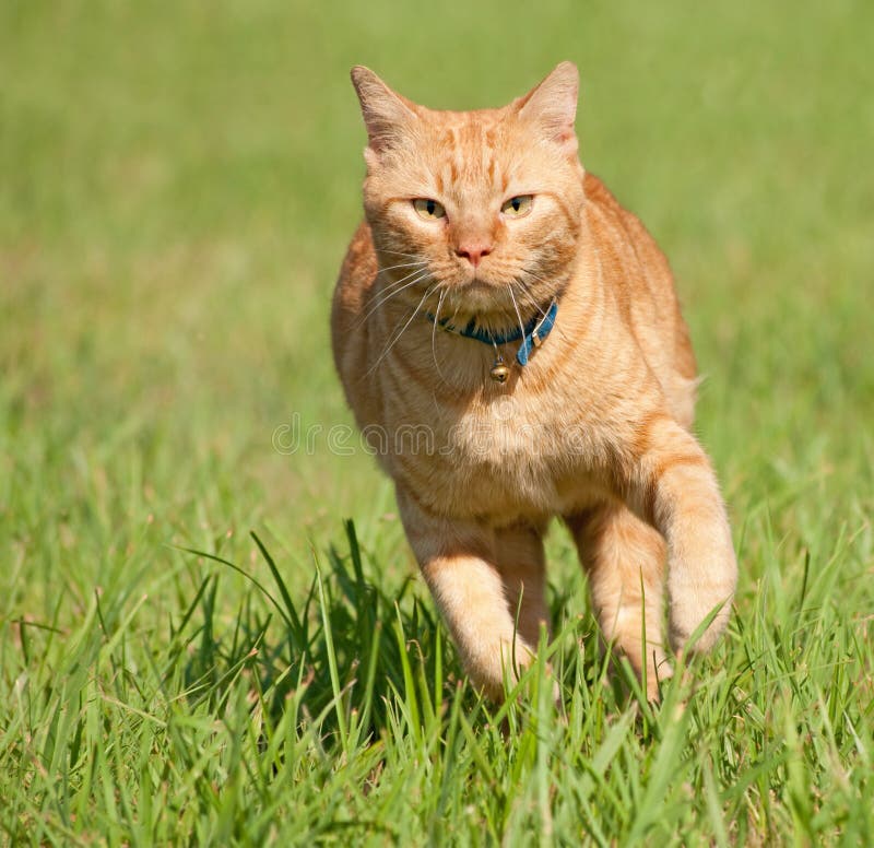 Orange tabby cat running fast towards the viewer in green grass. Orange tabby cat running fast towards the viewer in green grass