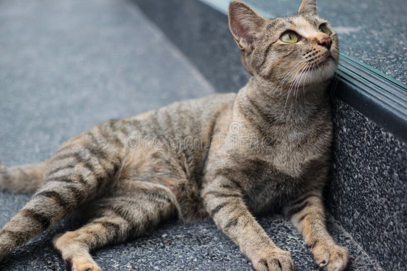 Chat de Tabby regardant l'appareil-photo image libre de droits Chat de Tabby regardant l'appareil-photo image libre de droits