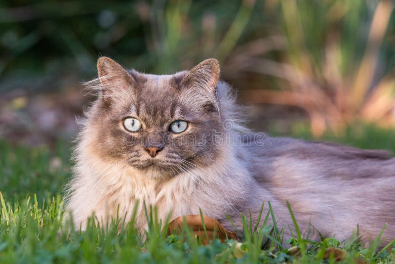 Chat Rare De Skookum Restant Sur La Presidence En Bambou Tissee Photo Stock Image Du Yeux Frisotte Chat Rare De Skookum Restant Sur La Presidence En Bambou Tissee Photo Stock Image Du Yeux Frisotte