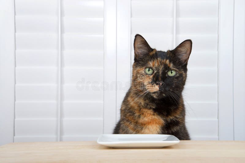 Le Chat Animal De Compagnie Greeneyed Tortoiseshell Prend Une