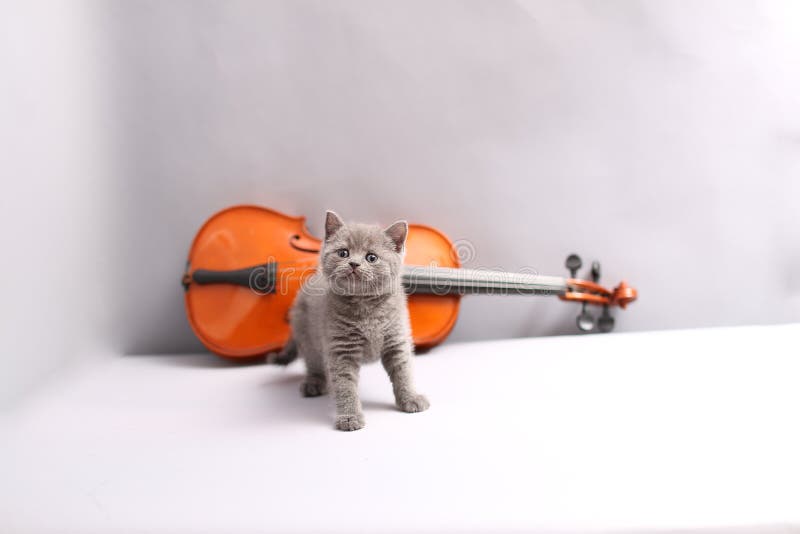 872 Photos de Chat Et Guitare - Photos de stock gratuites et libres de  droits de Dreamstime