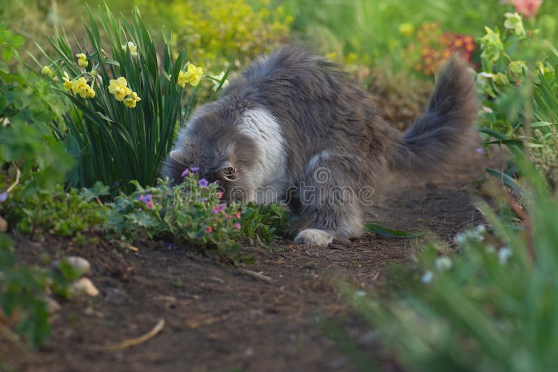 Chat domestique adulte jouant dans une belle nature. drôle de chat jouant dans le jardin photo libre de droits Chat domestique adulte jouant dans une belle nature. drôle de chat jouant dans le jardin photo libre de droits