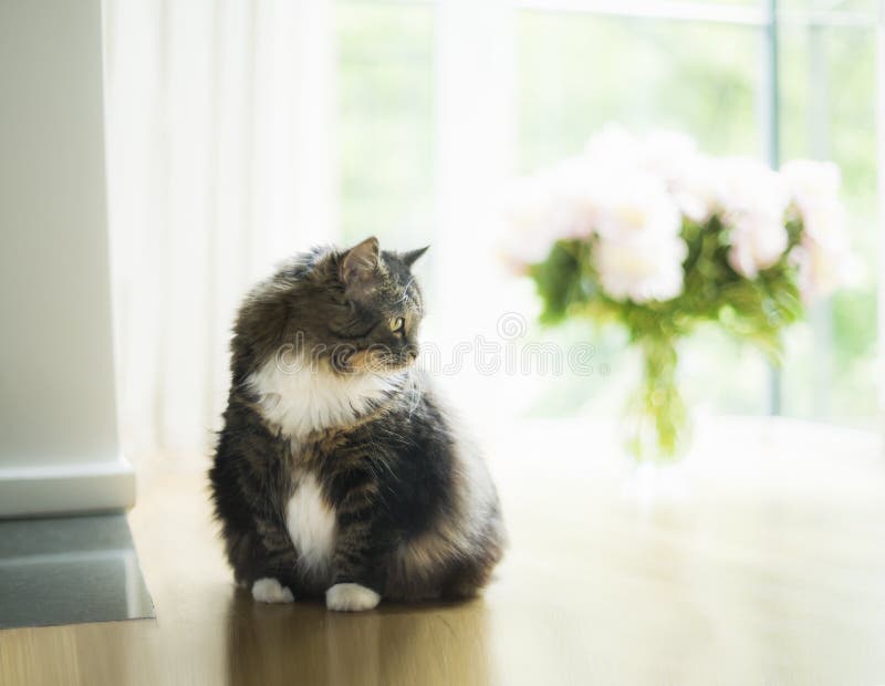 Chat domestique dans le salon au-dessus de la grands fenêtre et bouquet des fleurs image libre de droits Chat domestique dans le salon au-dessus de la grands fenêtre et bouquet des fleurs image libre de droits