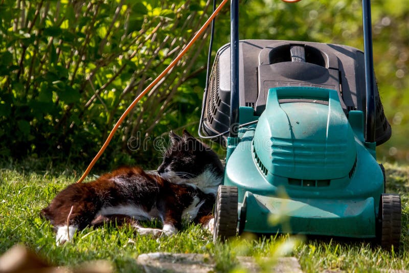 Chat Dormant à La Tondeuse à Gazon Image stock - Image du cour, vacances:  137419039