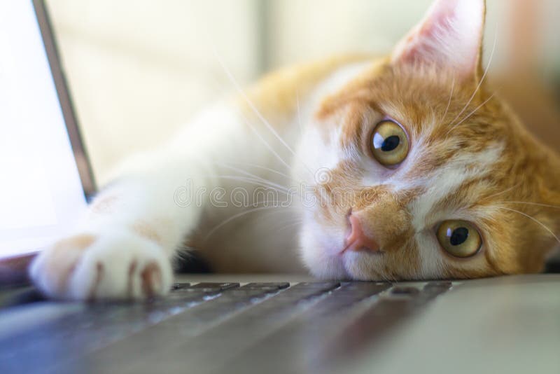Chat dormant au-dessus d'un ordinateur portable sur le bureau en bois images libres de droits