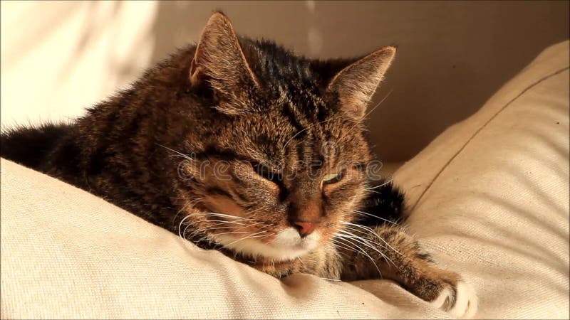 Chat Doux Tres Fatigue Banque De Videos Video Du Liberte