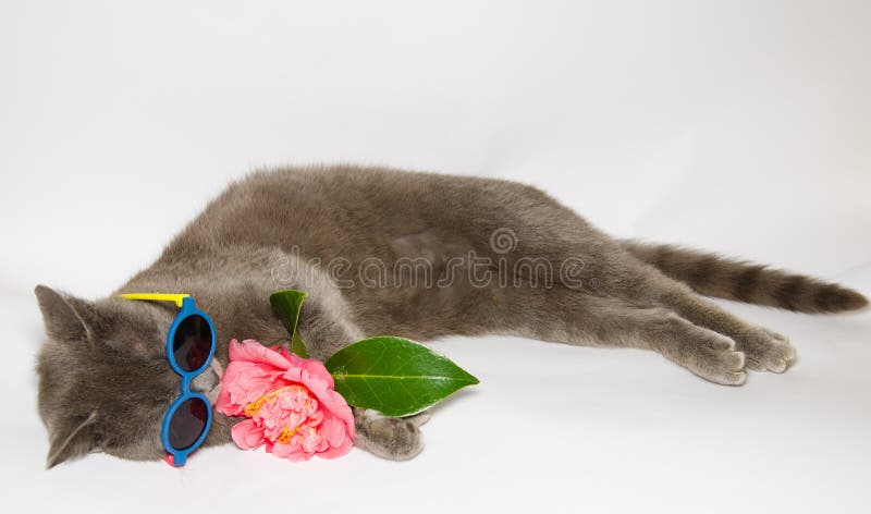 Chat drôle avec les lunettes de soleil et la fleur rose images stock Chat drôle avec les lunettes de soleil et la fleur rose images stock