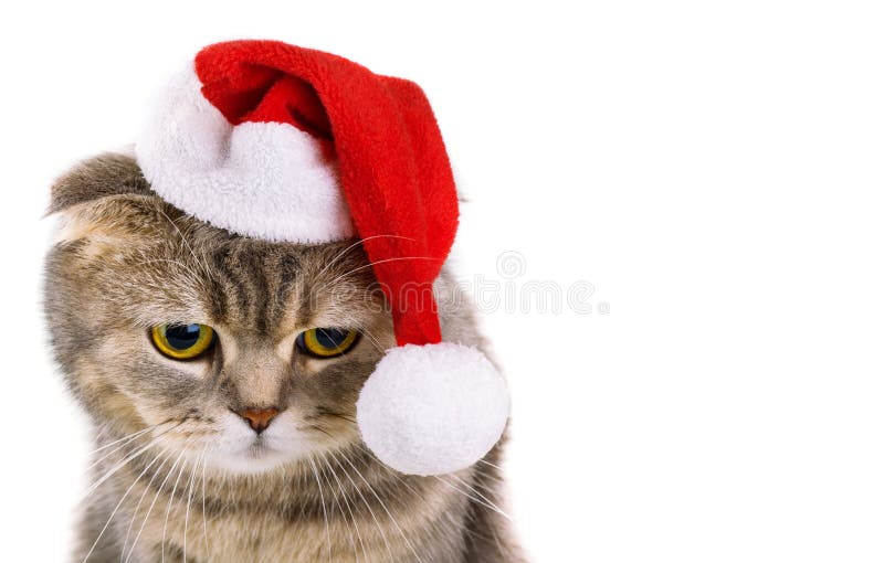 Chat Du Père Noël Disolement Sur Le Fond Blanc Photo Stock