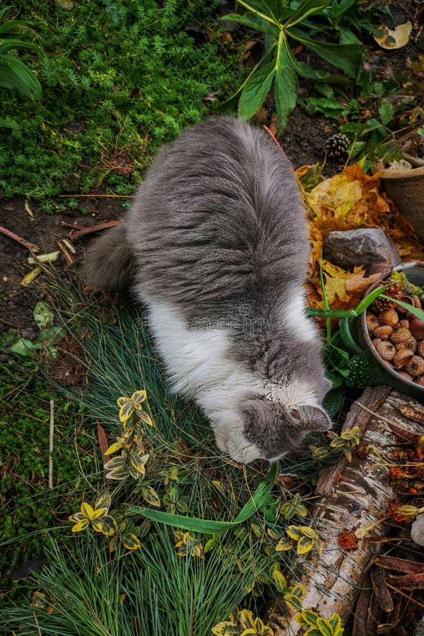 Chat en automne parc regarde la chute des feuilles. chat profitant de la magie de l'automne jour photo libre de droits Chat en automne parc regarde la chute des feuilles. chat profitant de la magie de l'automne jour photo libre de droits