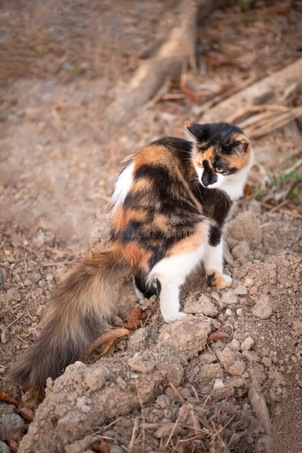 Chat en utilisant la terre poussière sol à jeter naturellement dehors fertilisants photos stock