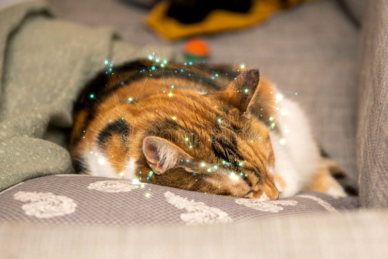 Chat endormi avec couverture réseau lumière numérique. Un chat calico qui dort sur un canapé avec un réseau lumineux de lumière numérique superpose la technologie du mélange avec une scène cosy