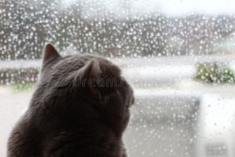 Chat ennuyeux image libre de droits Chat ennuyeux image libre de droits