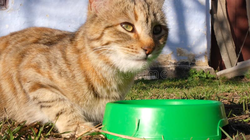 Chat errant mange de la nourriture pour chat d'un bol vert dans la rue. vidéo de gros plan de chat mangeant banque de vidéos