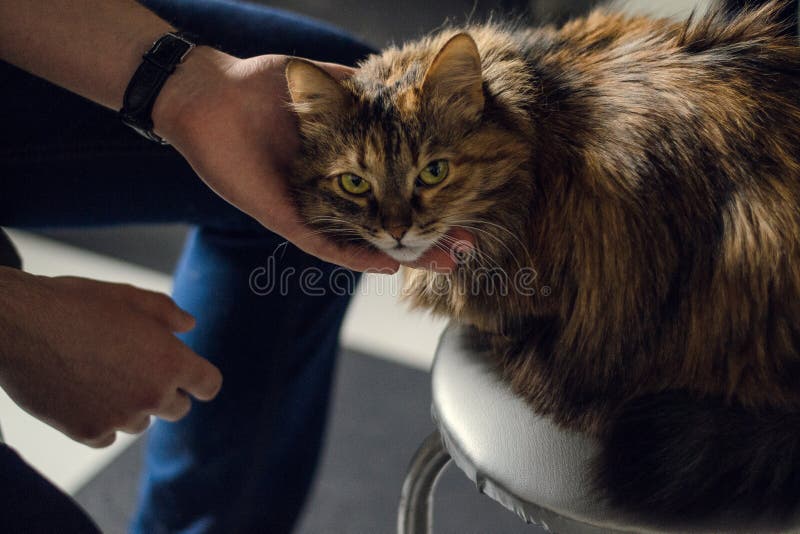 Chat espi?gle de regard images libres de droits Chat espi?gle de regard images libres de droits
