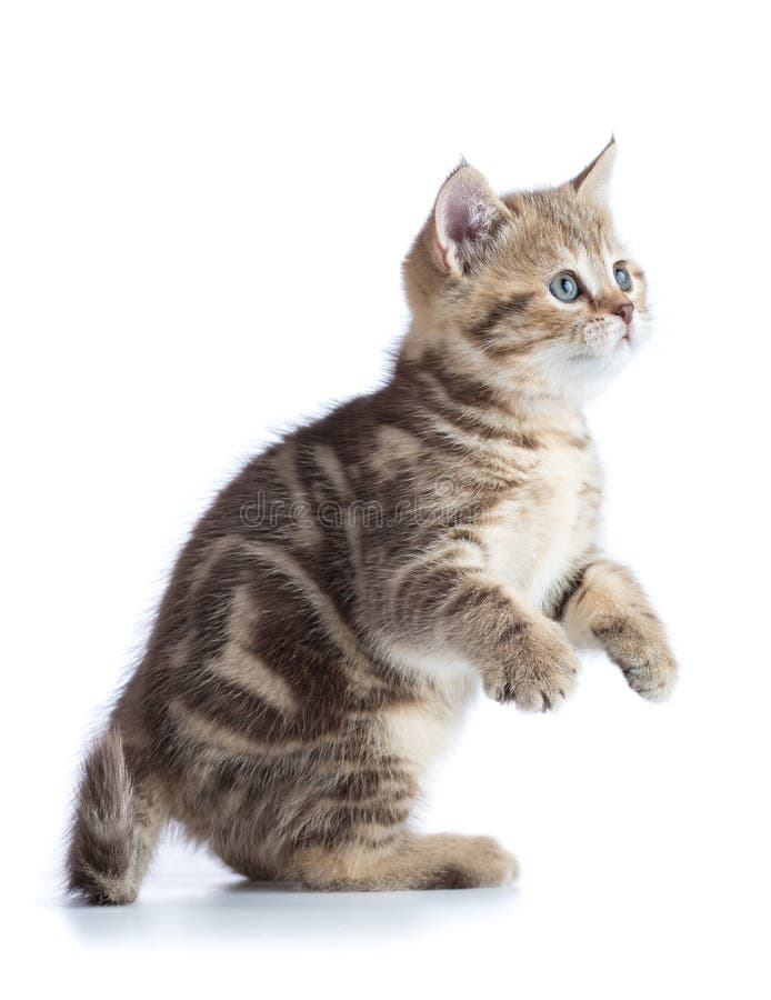 Chat espiègle mignon sur le blanc images libres de droits Chat espiègle mignon sur le blanc images libres de droits