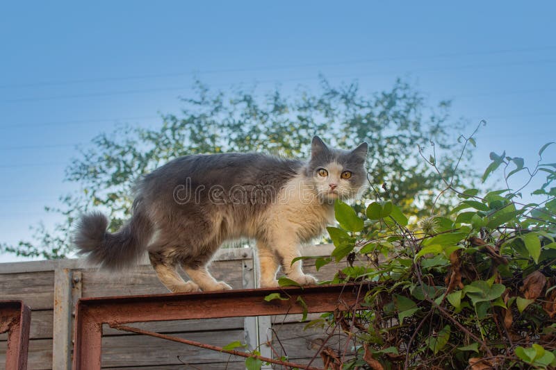 Chat est couché sur la clôture. drôle de chat assis sur une clôture sur fond de ciel bleu image stock Chat est couché sur la clôture. drôle de chat assis sur une clôture sur fond de ciel bleu image stock