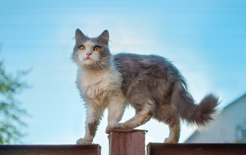 Chat est couché sur la clôture. drôle de chat assis sur une clôture sur fond de ciel bleu photos stock Chat est couché sur la clôture. drôle de chat assis sur une clôture sur fond de ciel bleu photos stock