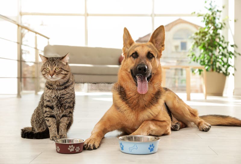 Chat et chien ainsi que les cuvettes de alimentation sur le plancher Amis dr?les