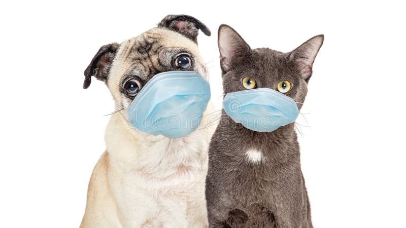 Cute Pug purebred dog and grey cat wearing protective surgical face masks  looking forward at camera isolated on white background. Cute Pug purebred dog and grey cat wearing protective surgical face masks  looking forward at camera isolated on white background