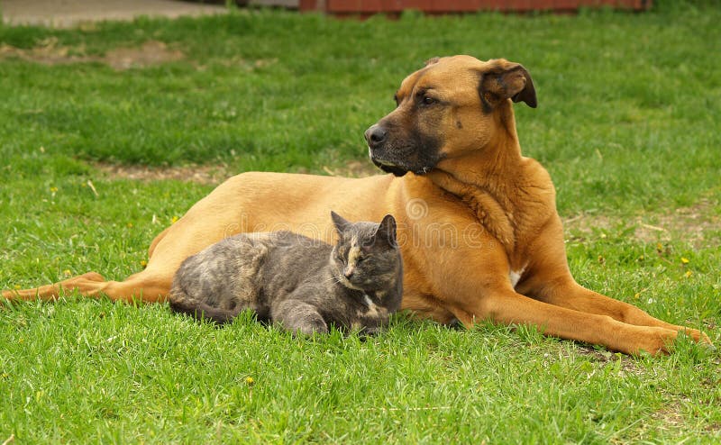 Chat et crabot Chat et crabot