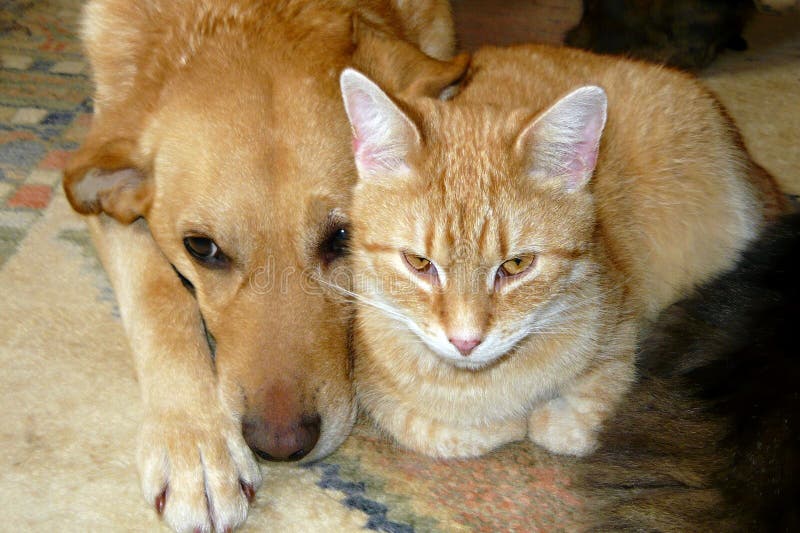 Chat et crabot d'animal familier Chat et crabot d'animal familier