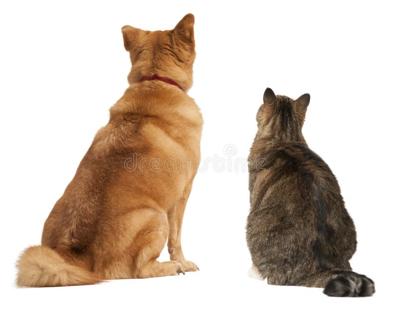 Chat et crabot recherchant image libre de droits Chat et crabot recherchant image libre de droits
