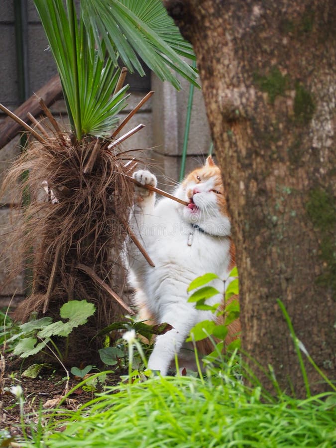 Chat Et Palmier Image Stock Image Du Jardin Arbre