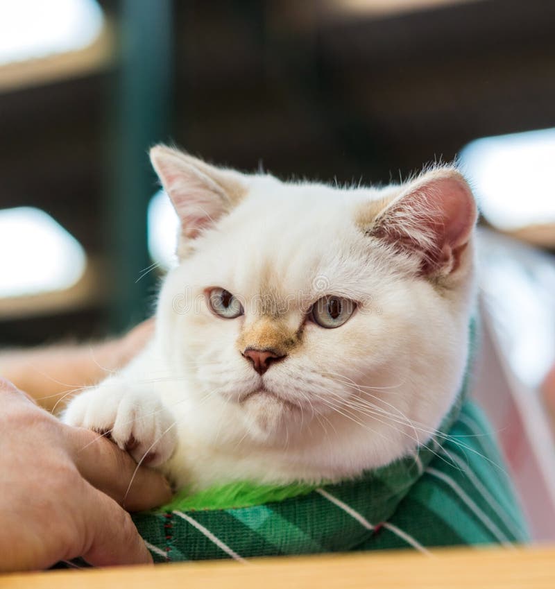 Chat exotique de Shorthair image stock Chat exotique de Shorthair image stock