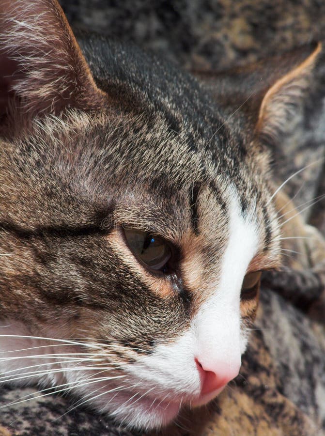 Чем лечить насморк у кота в домашних