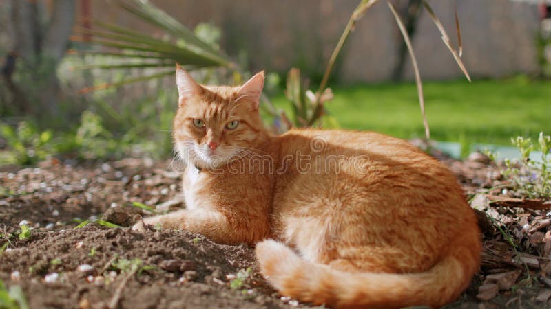 Chat gingembre mignon dans le jardin arrière. Furry chat orange extérieur avec soleil banque de vidéos