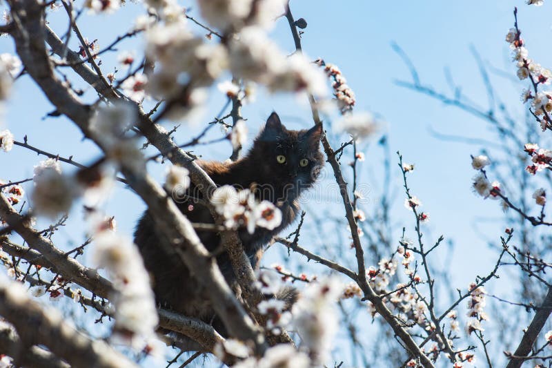 Chat grimpant un arbre et descend de l'arbre. chat sur l'arbre avec fleurs blanches roses photo libre de droits Chat grimpant un arbre et descend de l'arbre. chat sur l'arbre avec fleurs blanches roses photo libre de droits