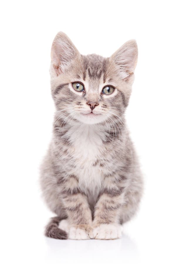 Chat gris Chat gris