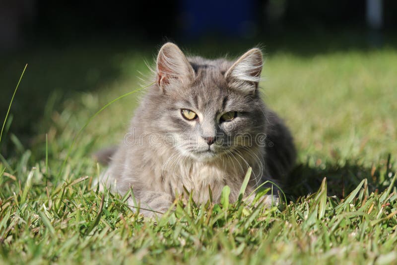 Chat gris images libres de droits Chat gris images libres de droits