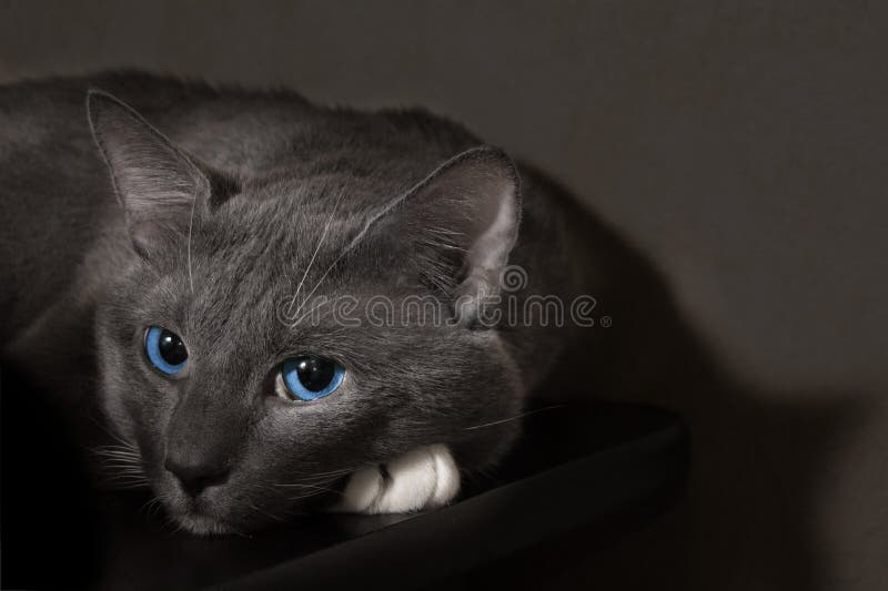 Bleu chat yeux Top 15