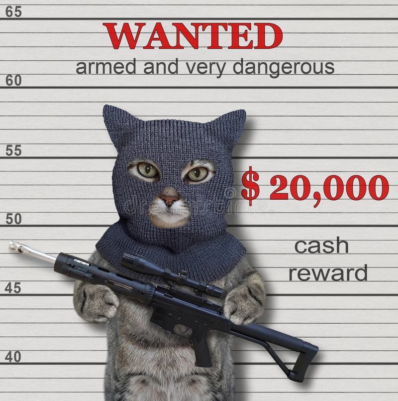 Criminel De Chat Avec Le Fusil Image Stock Image Du Createur Criminel