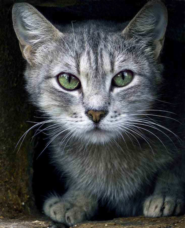 Chat Gris Avec Les Yeux Verts Photo Stock Image Du Tabby