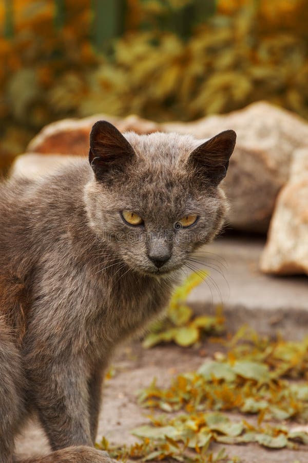 Le Chat Gris Cendre Saute Vers Le Bas De La Brique Wal Photo Stock Image Du Entree Brique