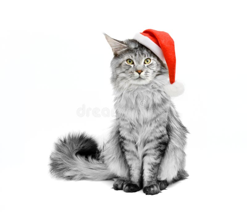 Chat gris dans le procès de Santa images libres de droits Chat gris dans le procès de Santa images libres de droits