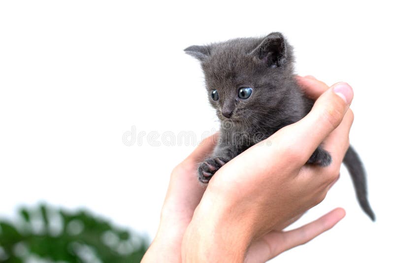 Chat Gris Dans Les Mains Sur Un Isolat De Fond Blanc Chaton Gris Nouveau Ne Photo Stock Image Du Nature Amitie