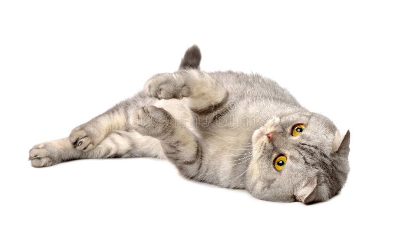 Chat gris de pli d'écossais photographie stock Chat gris de pli d'écossais photographie stock
