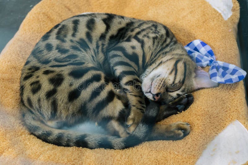 Chat gris dormant dans le lit mou images libres de droits Chat gris dormant dans le lit mou images libres de droits