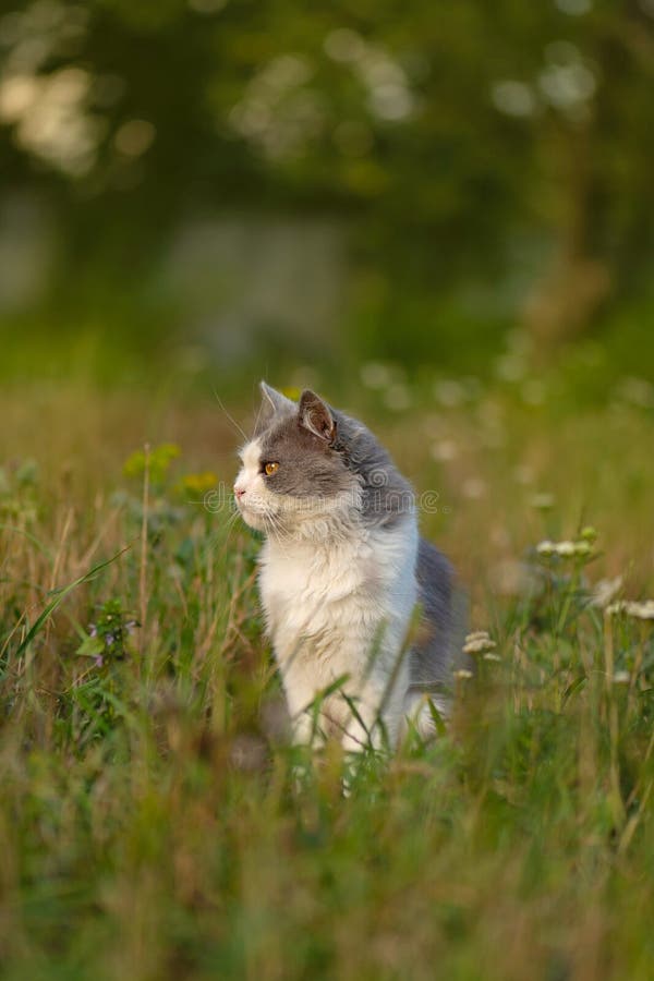 Chat gris extérieur allongé dans l'herbe verte dans la cour. petit chat drôle dans l'herbe verte en plein air photographie stock Chat gris extérieur allongé dans l'herbe verte dans la cour. petit chat drôle dans l'herbe verte en plein air photographie stock