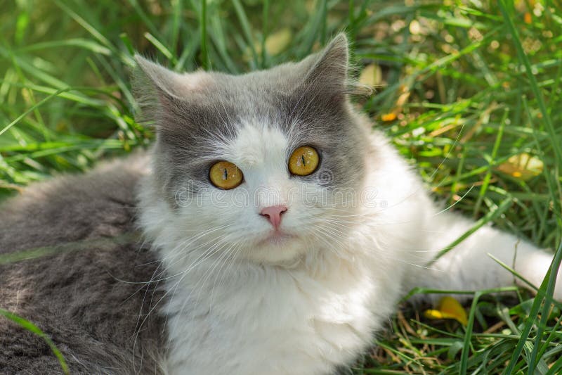 Chat gris extérieur allongé dans l'herbe verte dans la cour. petit chat drôle dans l'herbe verte en plein air photo libre de droits Chat gris extérieur allongé dans l'herbe verte dans la cour. petit chat drôle dans l'herbe verte en plein air photo libre de droits