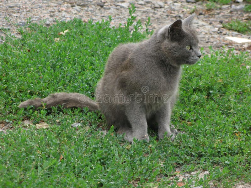Chat Gris Fonce Image Stock Image Du Gris Vert Home