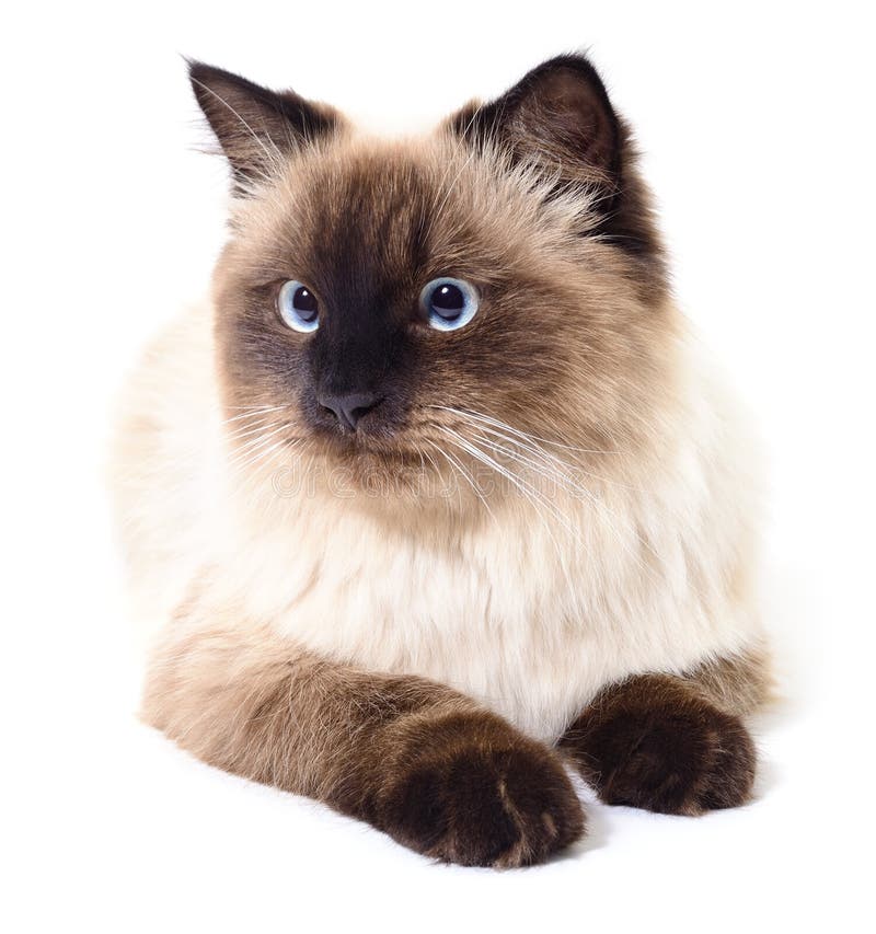 Chat Gris Fonce Image Stock Image Du Pets Domestique