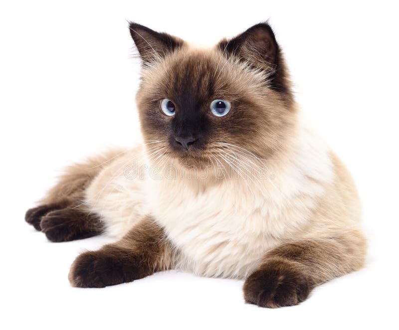 Chat Gris Fonce Photo Stock Image Du Raye Chat Seance